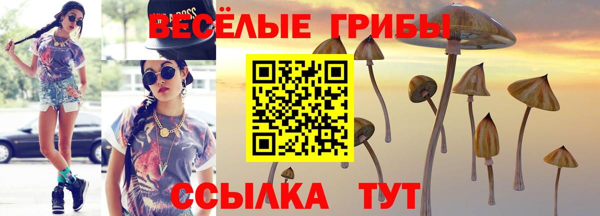 Псилоцибиновые грибы Psilocybine cubensis Брянск